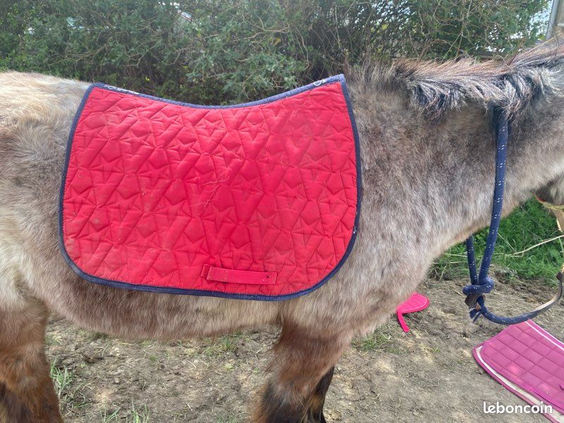 Licol D'équitation Noué En Nylon - Taille Cob - Bleu - Neuf