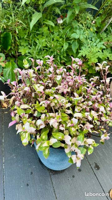 Pot Tradescantias Blushing Bride - gris (sofi) (image 4)
