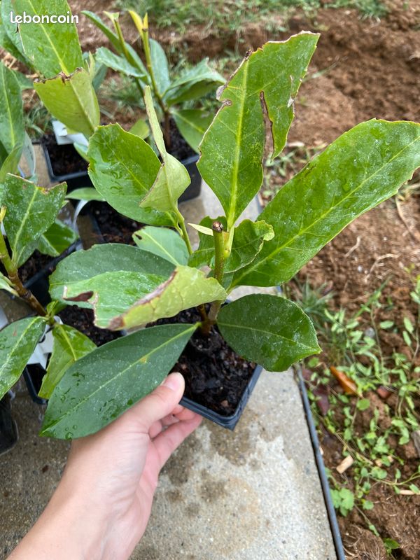Plants laurier cerise (image 2)
