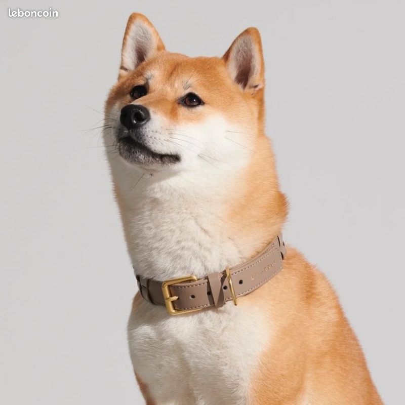 Collier chien luxe (image 2)