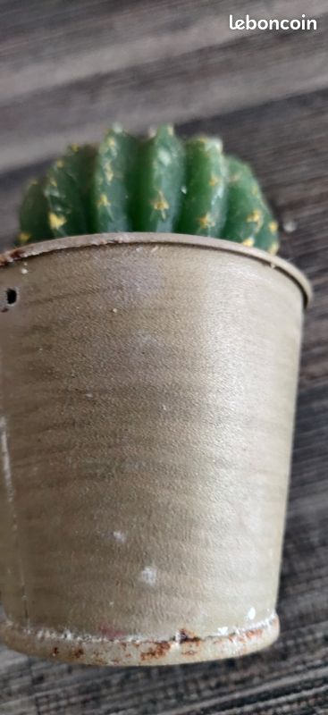 Bougie cactus neuve dans petit pot taupe 1.5 euro (image 4)