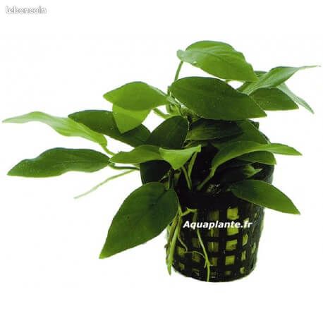 Plantes bassin et aqua (image 5)