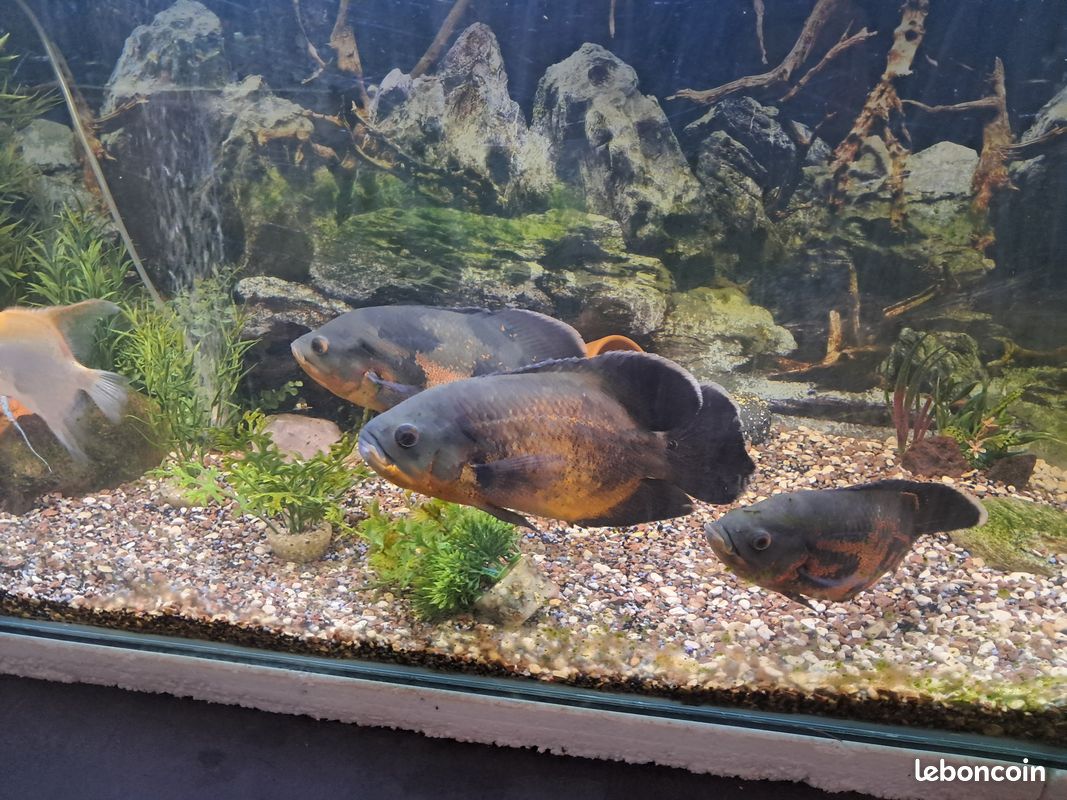 Aquarium 450l équipé + poisson (image 3)