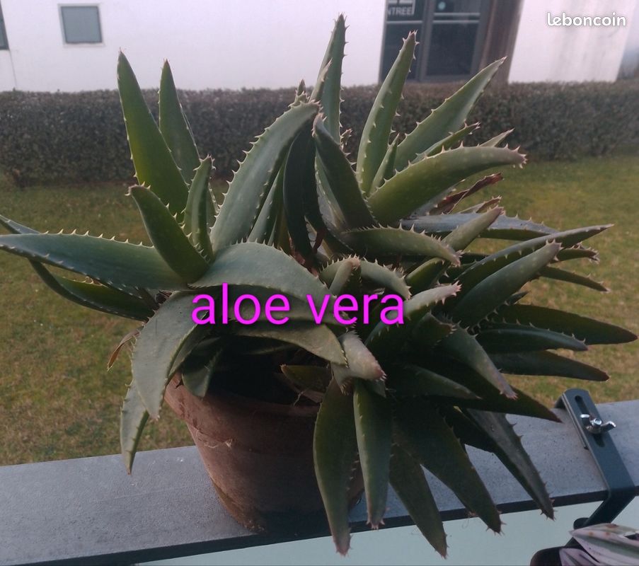 Échange plantes (image 2)