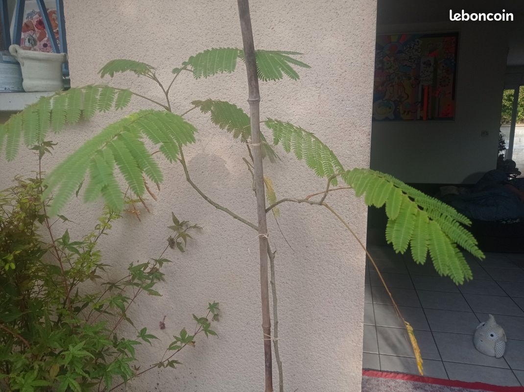 Albizia, Arbre a Soie, arbuste 3a extérieur (image 7)