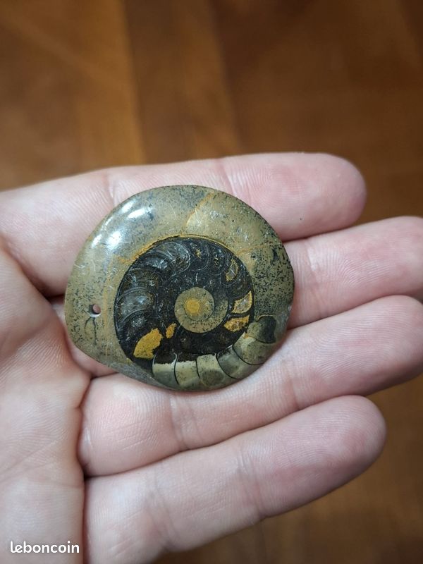 Lot de 2 ammonites fossiles Goniatite polies et sciées en pendentif (image 9)