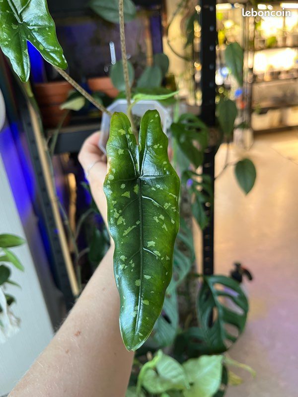 🌿 Bulbilles Alocasia boyceana ‘Shattered Glass’ (image 1)