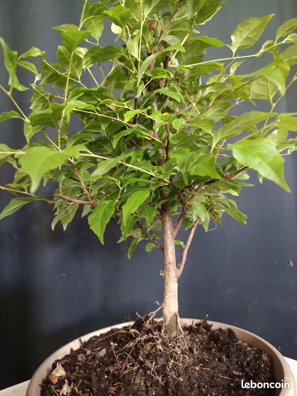 Bonsa styrax japonica - Jardin & Plantes