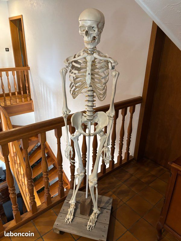 Squelette anatomie (image 1)