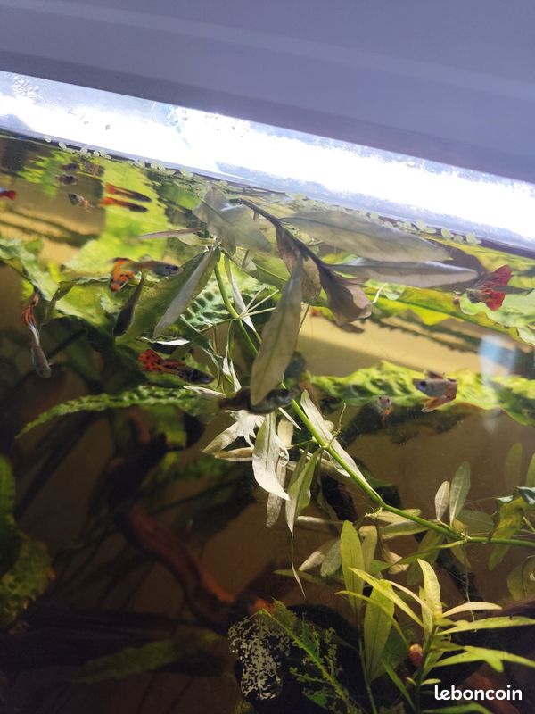 Alevins de guppys pour aquarium (image 2)