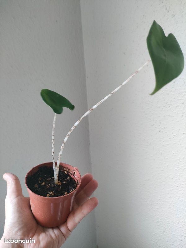 Plante d'intérieur Alocasia Zebrina (image 1)