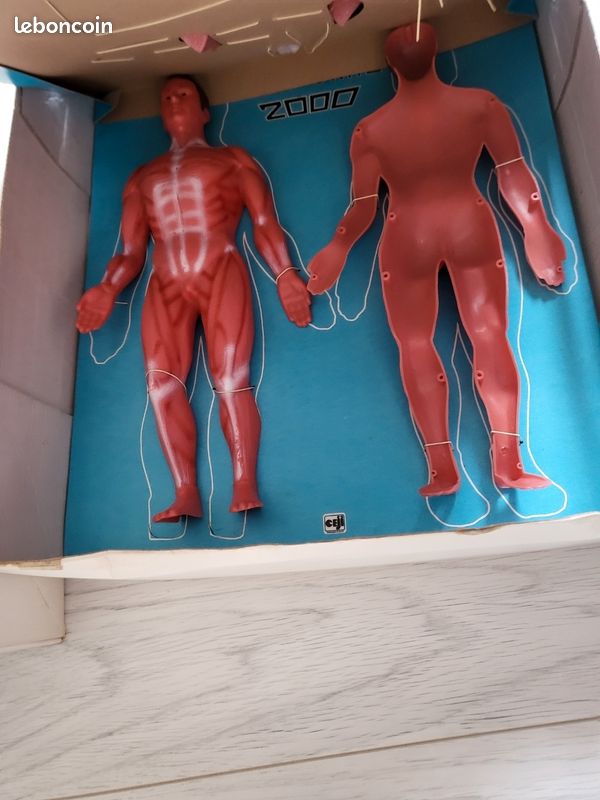 Jeu éducatif ANATOMIE 2000 – Modèle Anatomique Humain échelle 1:3 (59 Cm) – Occasion