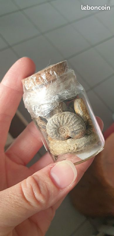 Fiole ammonite 1 (image 1)