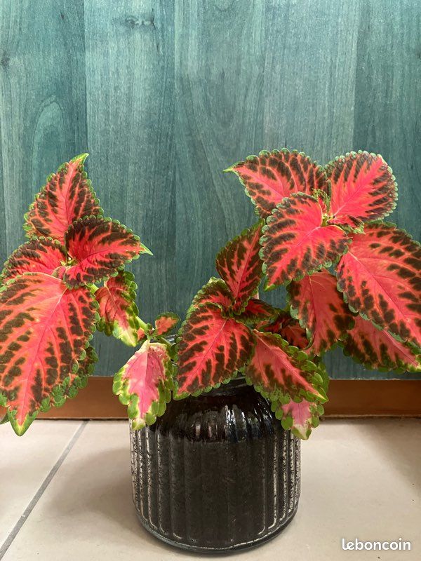 Boutures jolie plante d'intrieur : Coleus Rose - Jardin & Plantes