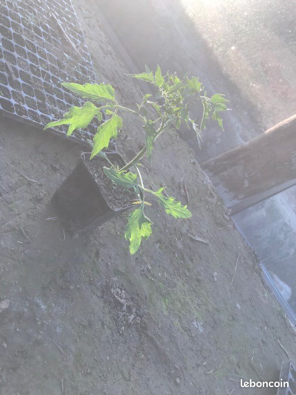 Plant de légumes (image 3)