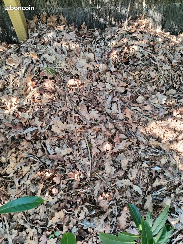 Donne feuilles de chêne (image 1)