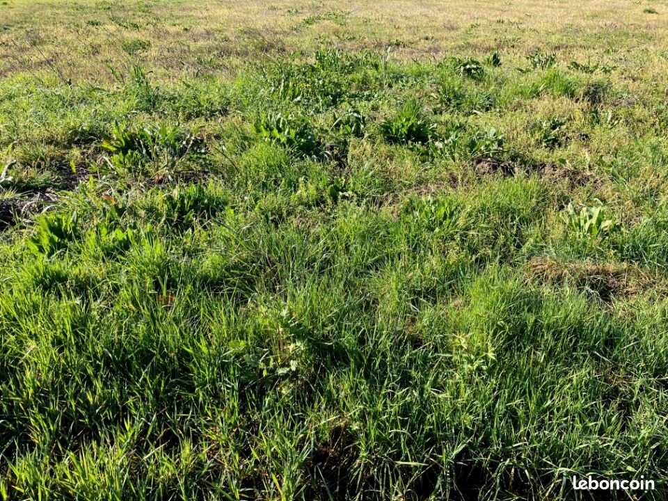 Terrain 1 250 m² Bercloux · 28 500 €