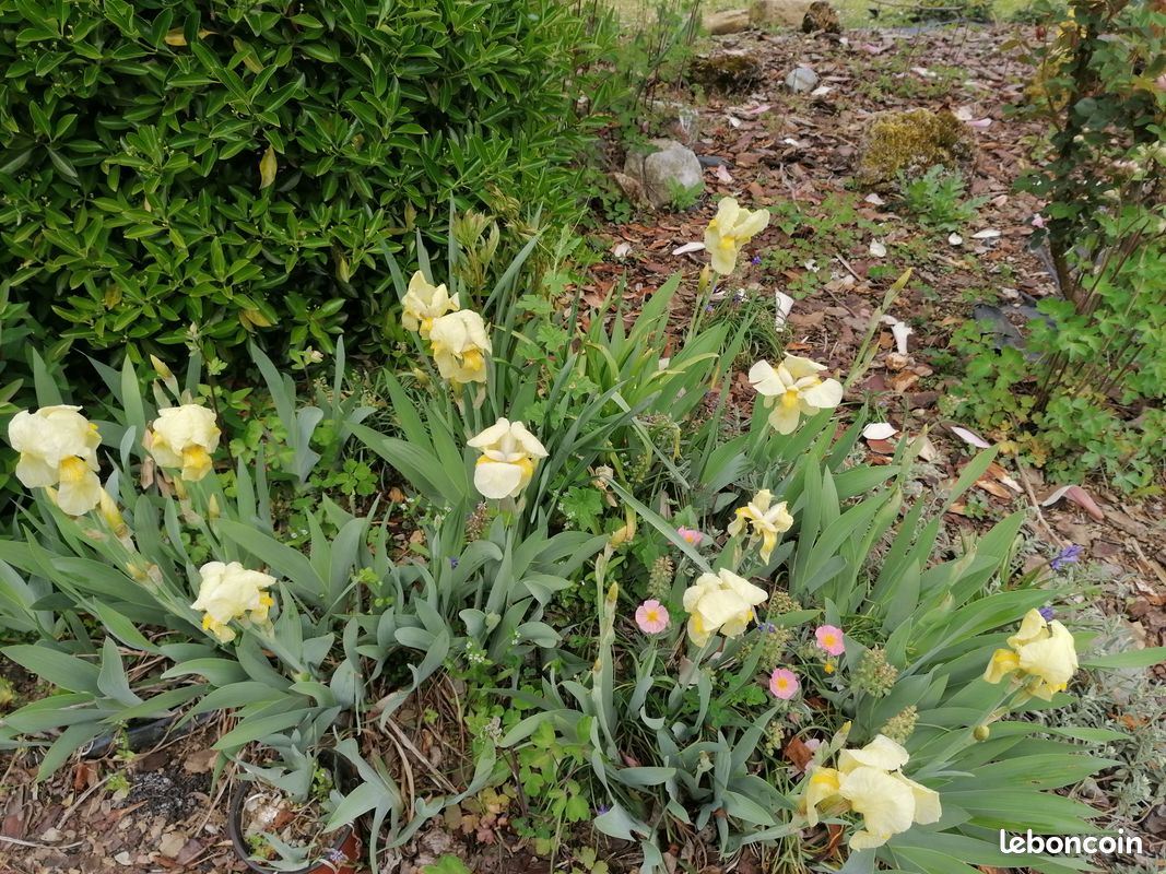 Divers arbustes et plantes vivaces (image 10)