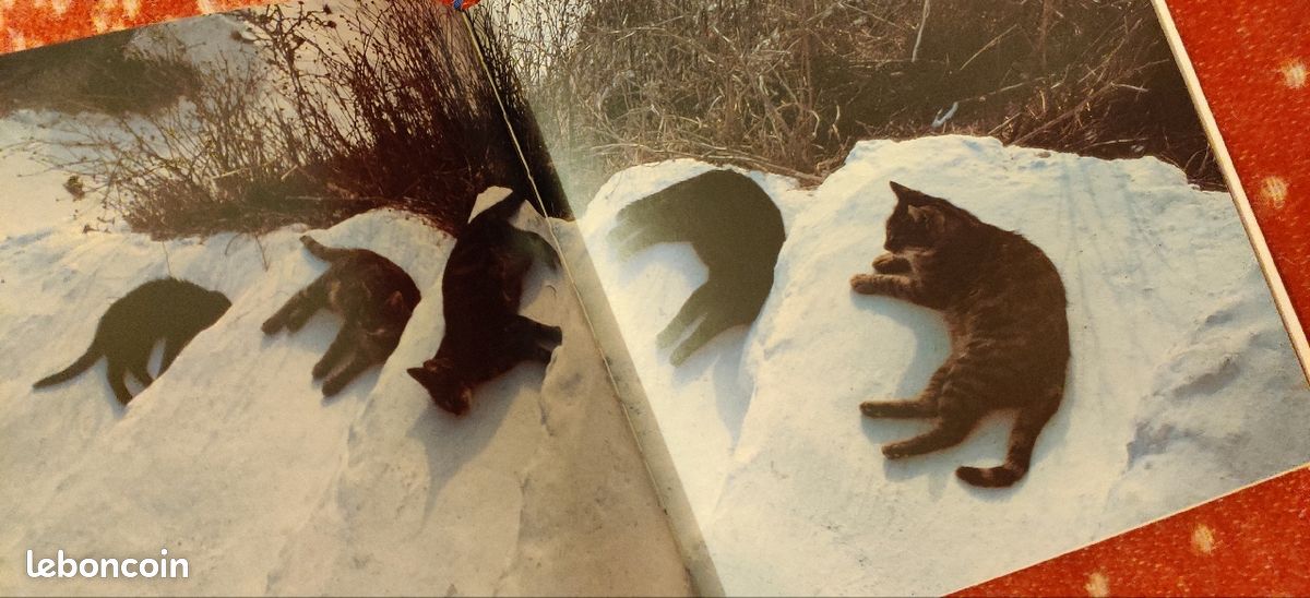 Chats du soleil, Hans Silvester, agenda perpétuel, cadeau idéal pour les amoureux des chats. Ed. La Martinière (image 5)