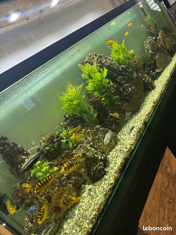 Aquarium complet (image 2)