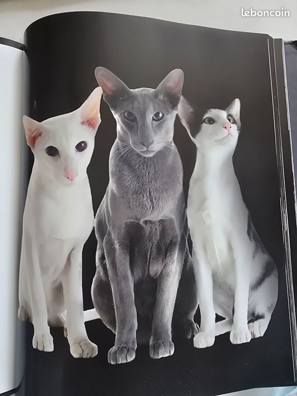 Livre laroisse neuf: à chacun son chat (image 4)