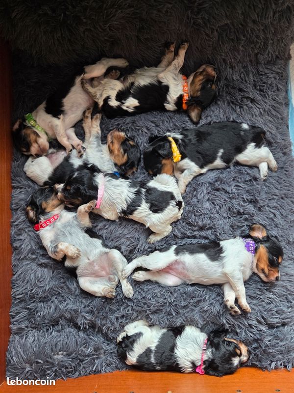 Chiots epagneul breton (image 1)