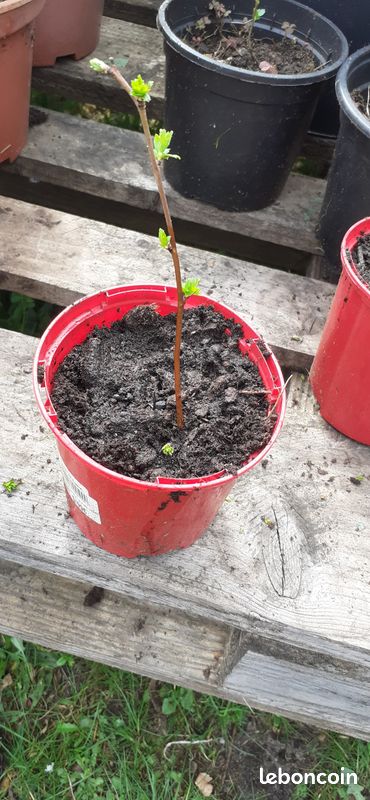 Aubépine Monogyne, Crataegus monogyna, Toutes Tailles (image 1)