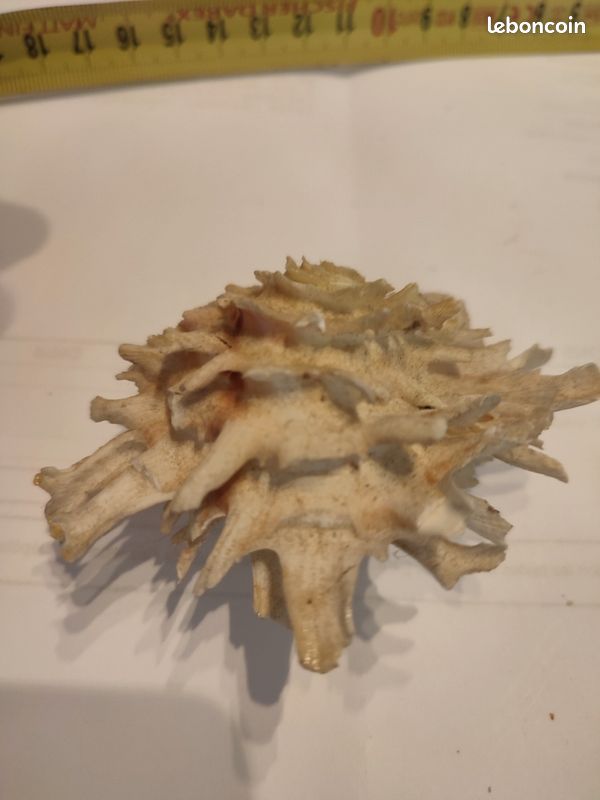 Coquillage collection chama lazarus (image 2)