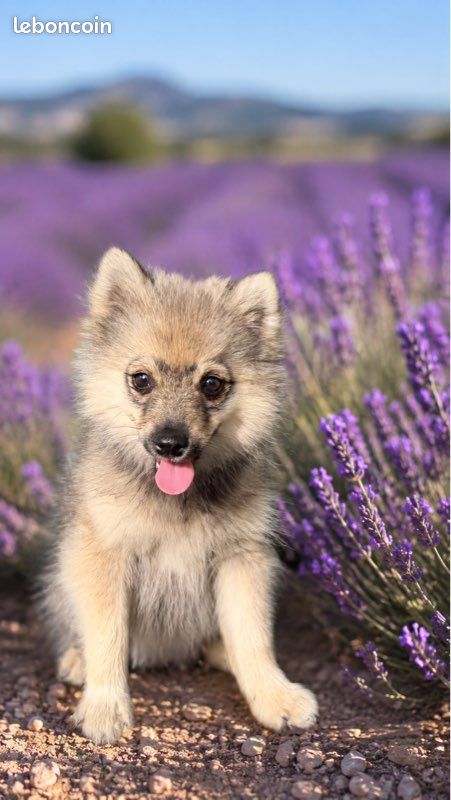 Chiot POMSKY (image 3)