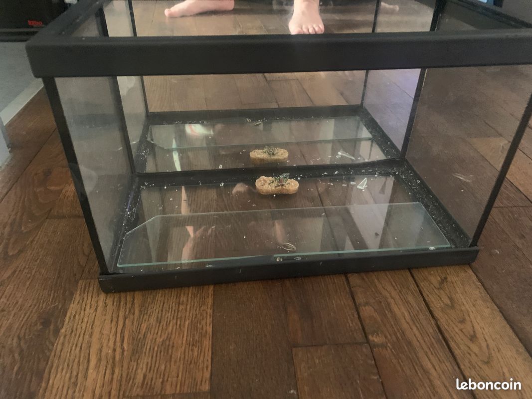 Petit aquarium (image 1)