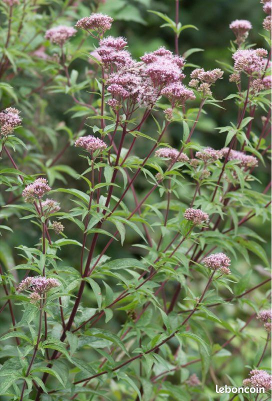 Graines Eupatoire à feuilles de chanvre (image 1)