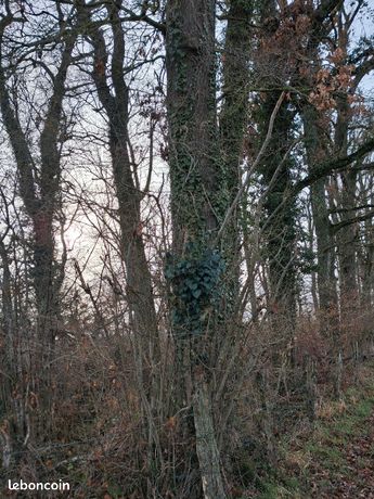 Parcelle de bois