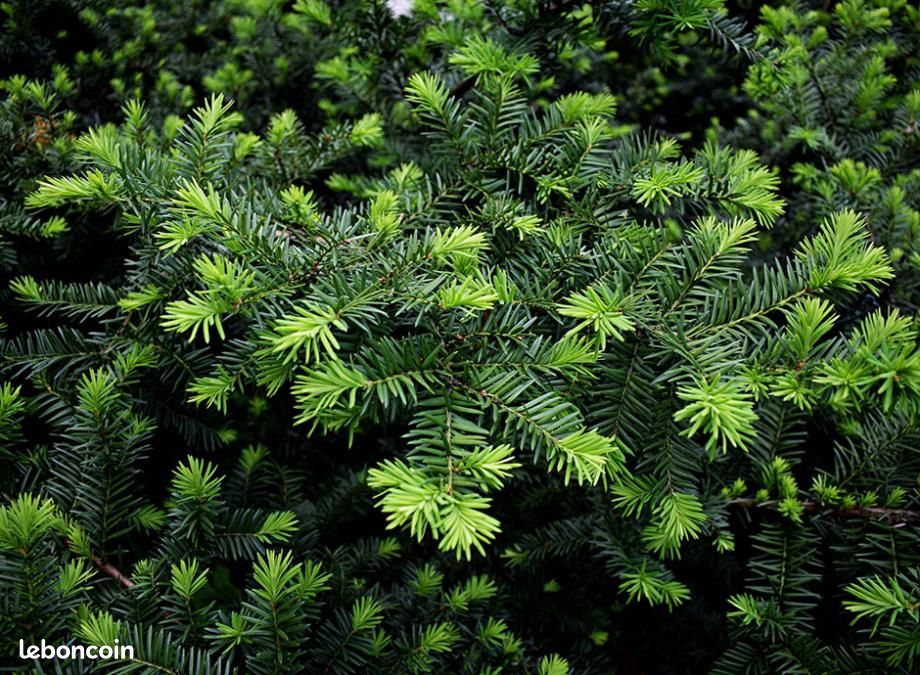 Plante if (image 3)