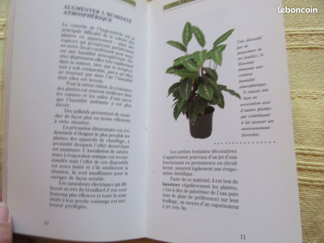 Les plantes dans la maison (image 5)