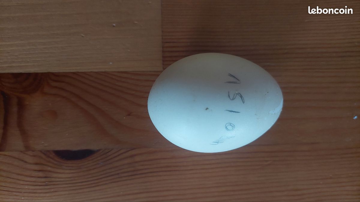 Oeufs de canne frais (image 2)