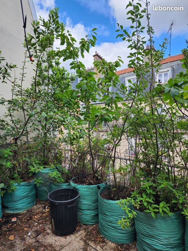 Arbres fruitiers et plantes aromatiques dont verveine citronnelle et sauge ananas de 10 à 40 en fonction de la taille (image 13)
