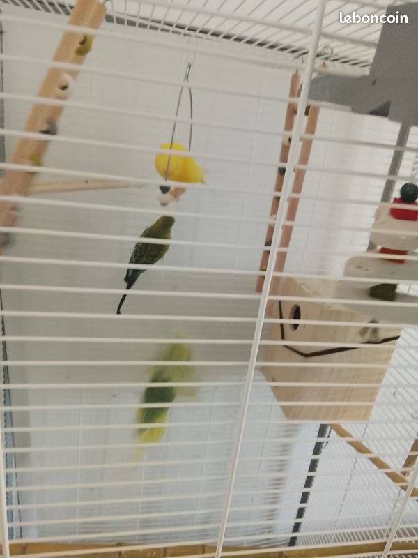 Perruche avec cage (image 2)