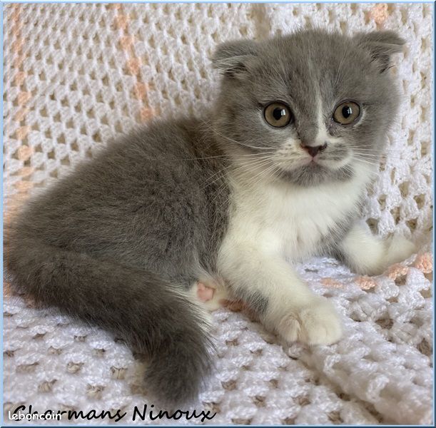 Magnifiques bébés Scottish fold et Scottish straight (image 3)