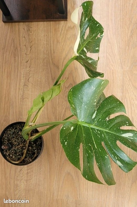 philodendron mayoi care Philodendron Mayoi – The Plant Firm main image 1