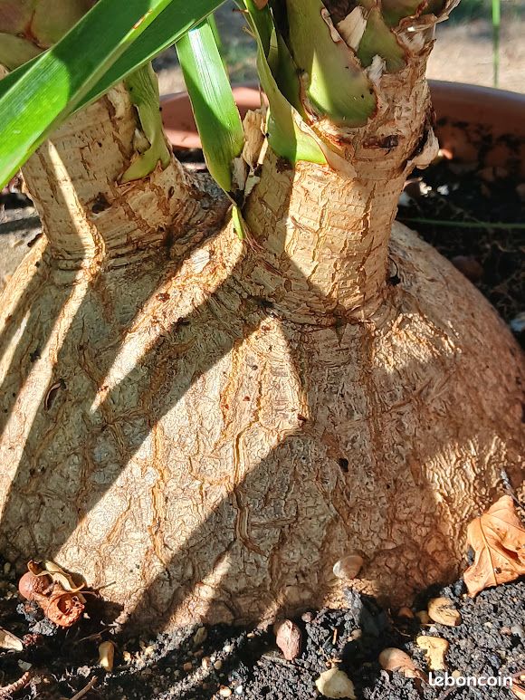 Beaucarnea recurvata (image 5)