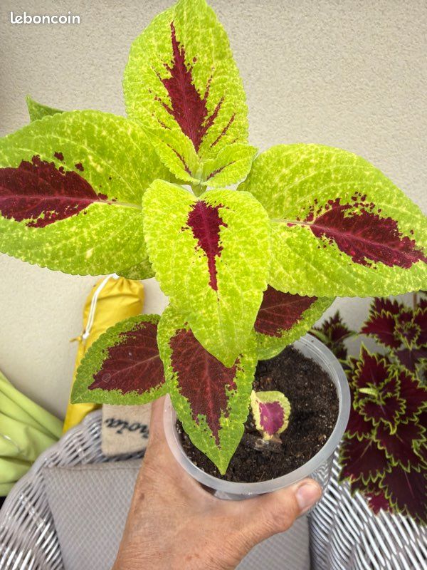 Coleus verte /rouge (image 1)