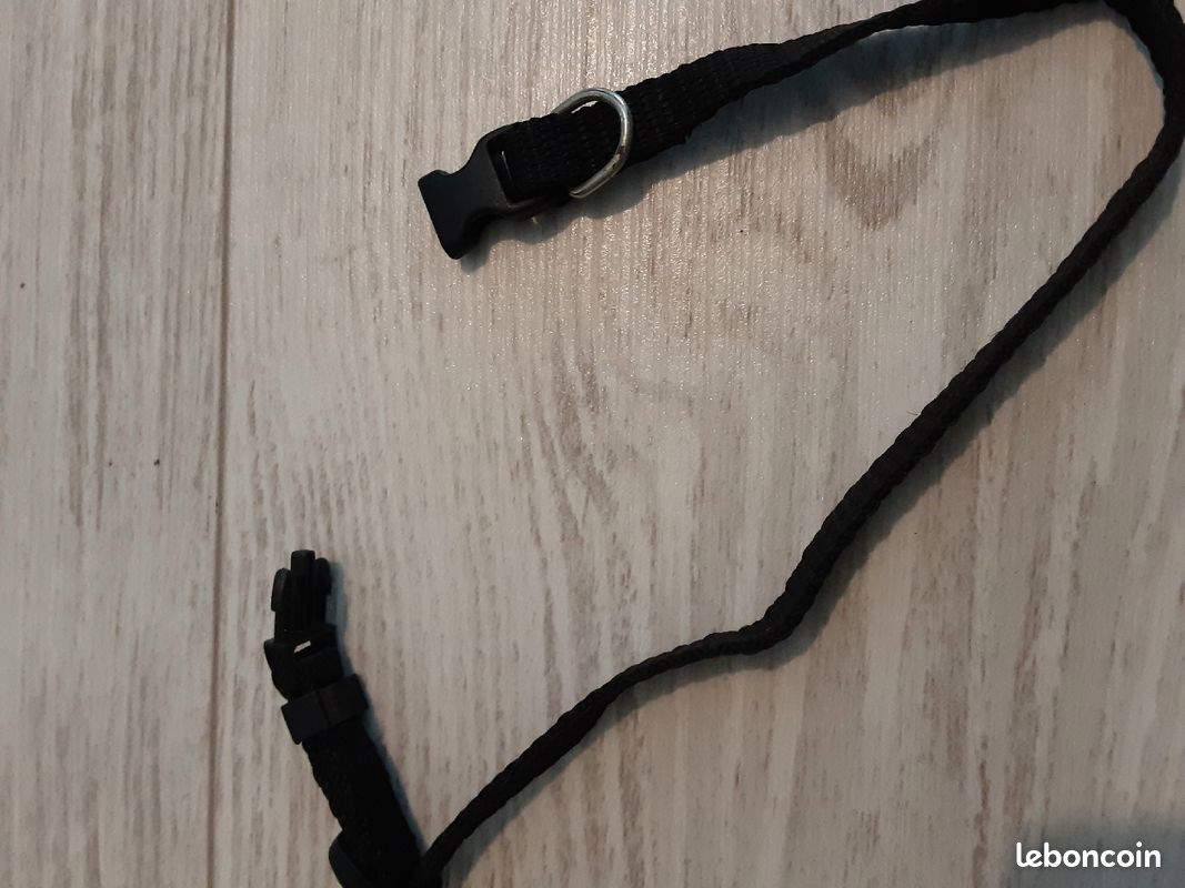 Collier noir chat ou petit chien (image 3)