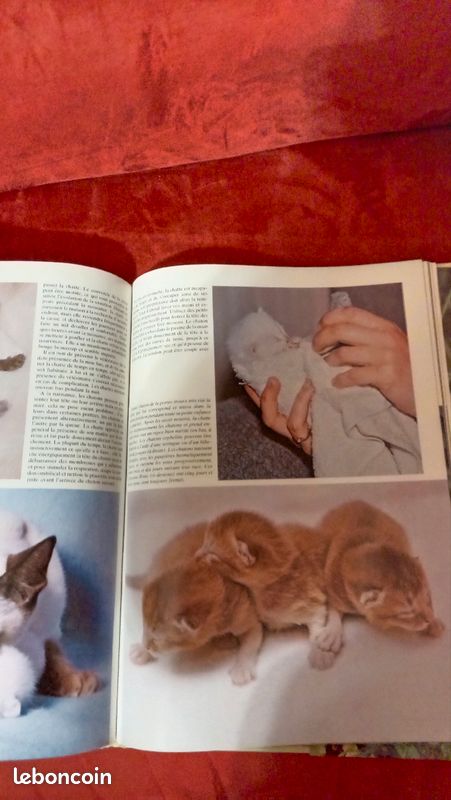 Les Chatons Angela Sayer (image 3)