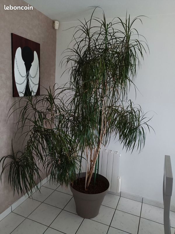 fridge plants Buy Wooden Magnetic Fridge Planter & Pots main image 0