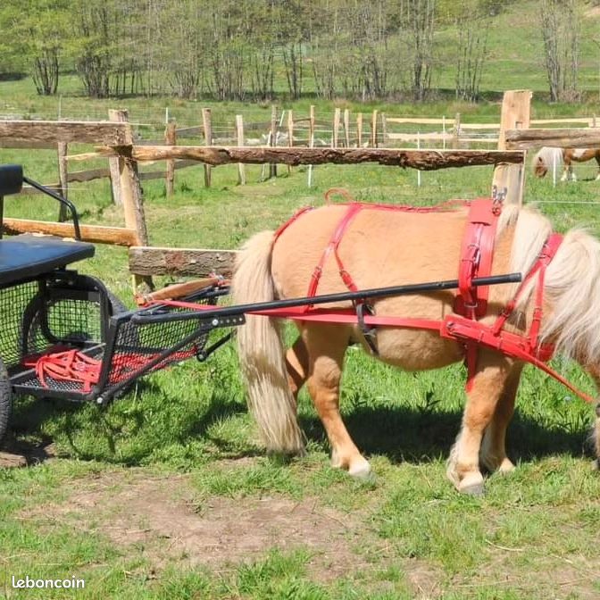 CHROMO DECOUPIS ancien course chevaux cheval cavalier 165 X 105 mm