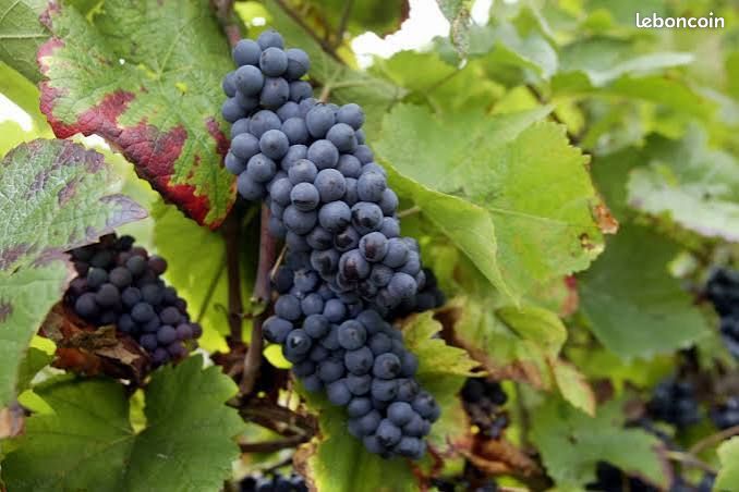Vente Vigne Champagne · à Essoyes · 222 000 €