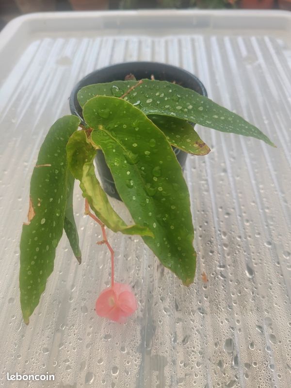 Begonia bien raciné (image 1)