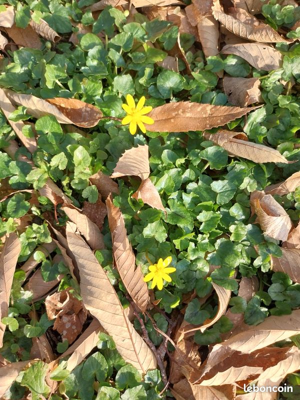 Échange au jardin (image 9)