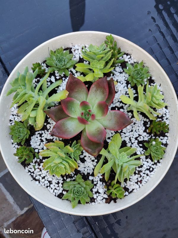 3 plantes grasses en pot (image 6)