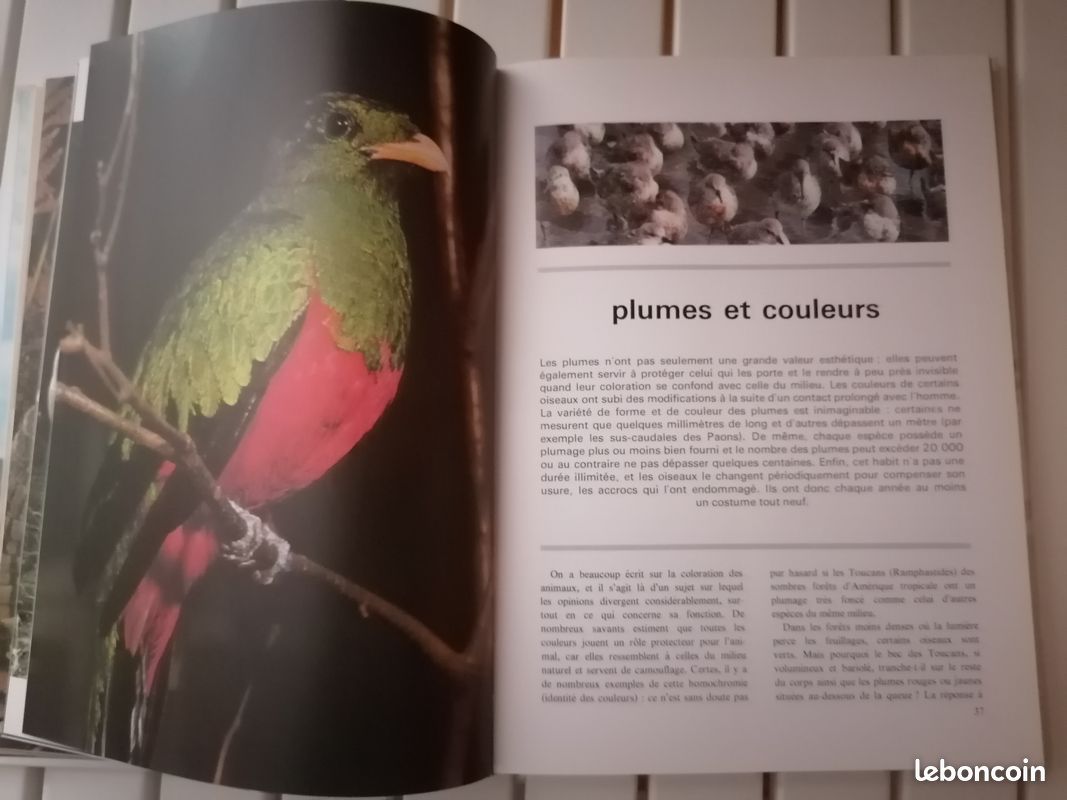 Le monde merveilleux des oiseaux (image 4)